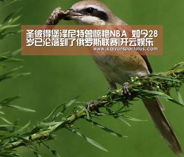 圣彼得堡泽尼特曾惊艳NBA 如今28岁已沦落到了俄罗斯联赛|开云娱乐(图3) 开云真人